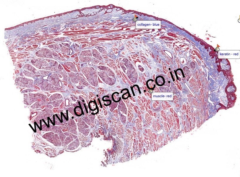 BDS Complete Digital Slides Set (Histology, Dental Anatomy & Oral Pathology)